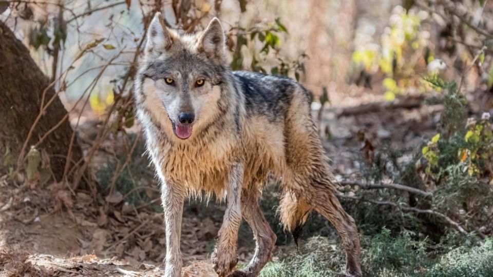 El lobo es una de las especies más valiosas que habitó alguna vez en Guanajuato hoy se realizan trabajos para salvarlo de la extinción