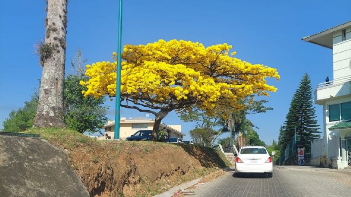 ¿Dónde se encuentra el árbol de guayacán en Xalapa?