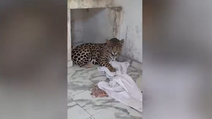 Puebla: esto se sabe del sujeto que tenía un jaguar en casa y atacó a policías