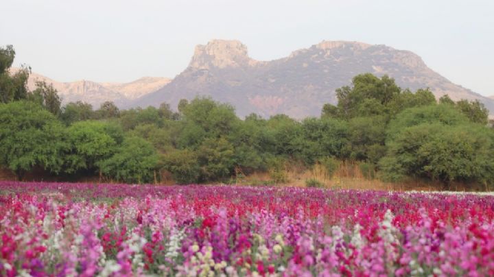 Los hermosos campos de flores de Guanajuato ya están listos para el Viernes de Dolores