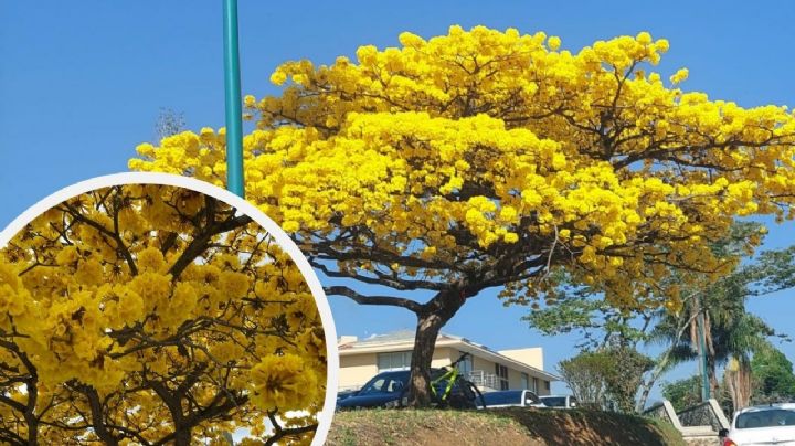 ¿Quién sembró el famoso árbol de Guayacán de Las Ánimas, en Xalapa?