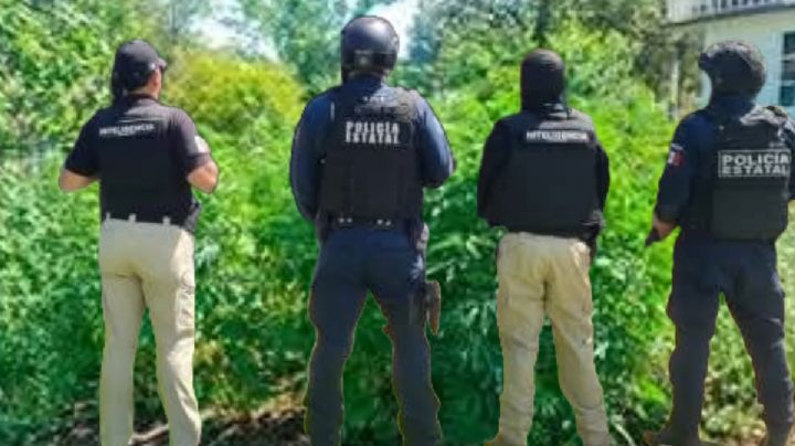 Encuentran sembradío de marihuana en este municipio de Hidalgo