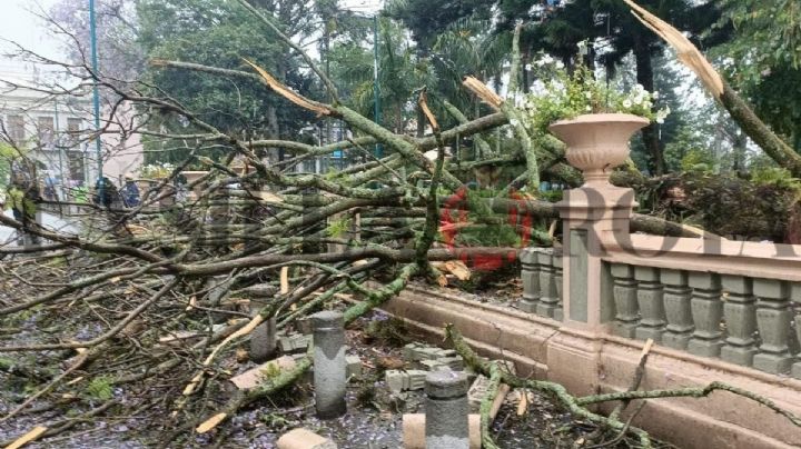 Caída de árbol en Parque Juárez de Xalapa hoy 8 de abril; esto sabemos