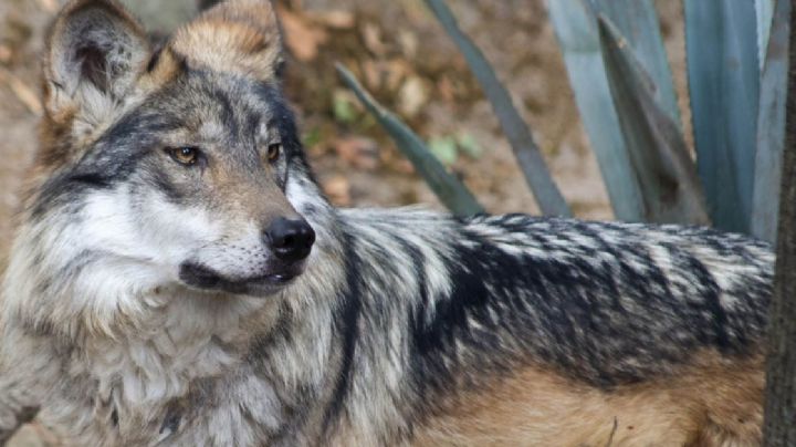 La historia del lobo mexicano que se extinguió de Guanajuato