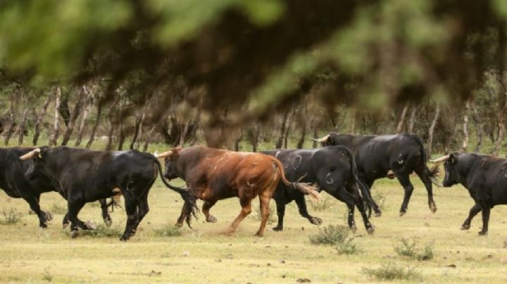 El municipio de Guanajuato que tiene 9 ganaderías de toros bravos