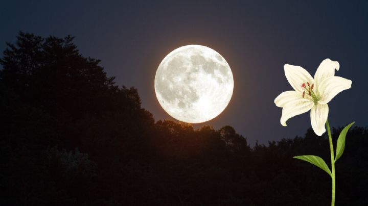 Este lunes 12 de mayo se podrá ver la “luna de flores” en Veracruz