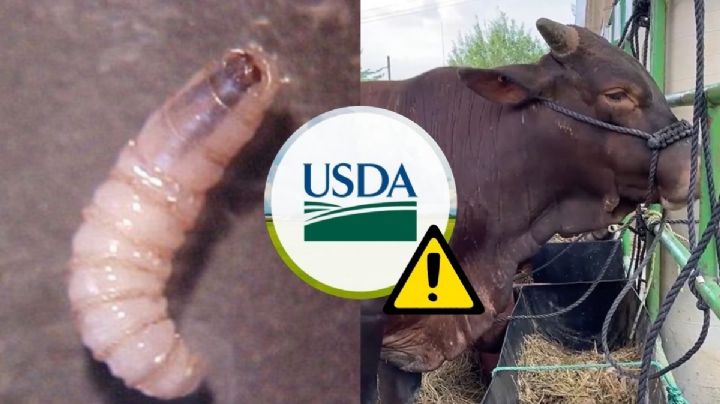 Por casos de gusano barrenador en Veracruz y Oaxaca, EU cerrará frontera a ganado mexicano