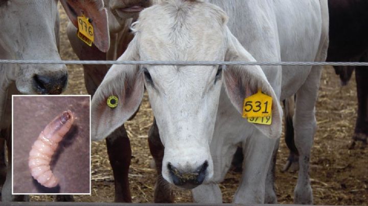 Con 90 millones de moscas estériles, Veracruz prevendrá plaga del gusano barrenador