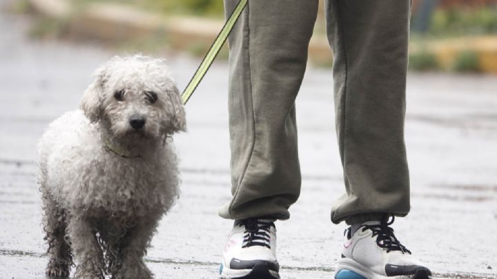 ¿Te pueden encarcelar por no dejar que tu perro socialice? Esto dice la Suprema Corte