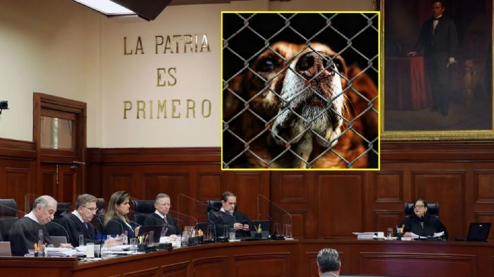 Suprema Corte tumba norma sobre el maltrato animal en Morelos