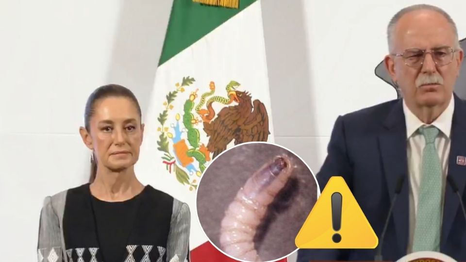 Sheinbaum instruye estrategia en Veracruz para reactivar comercio de ganado a Estados Unidos