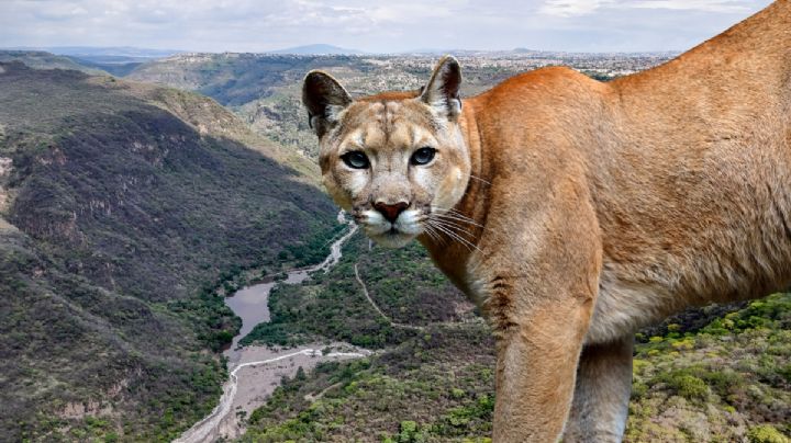 Me pareció ver un lindo gatito: ¿Qué sabemos del puma en la barranca de Metztitlán?