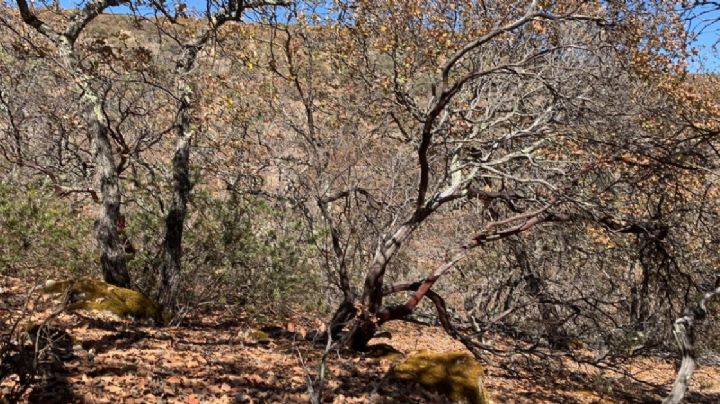 Sequía, incendios tala y ganado: así sufren los bosques de Guanajuato