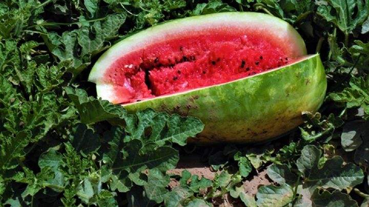 Estos dos municipios de Guanajuato tienen las sandías más dulces y jugosas