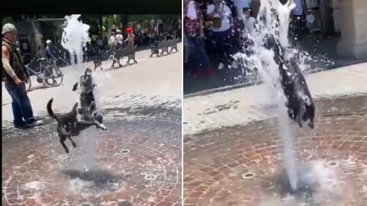 ¡Qué perro calor y qué perra envidia! |VIDEO