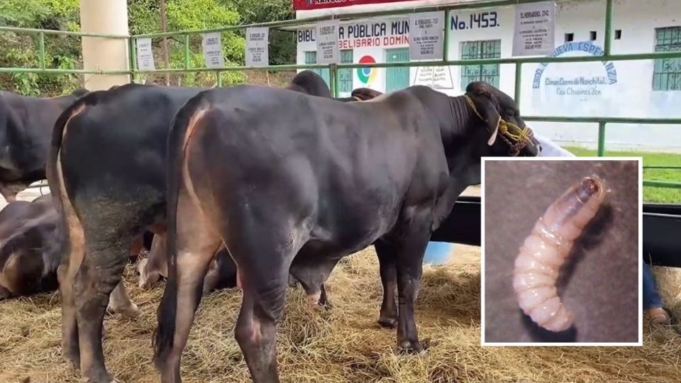 En Las Choapas se analizan dos posibles casos más de gusano barrenador: Sedarpa