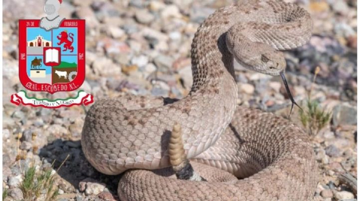 En Nuevo León, serpientes huyen del calor extremo y se meten a las casas