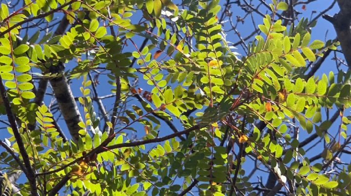 Un árbol raro y en peligro de desaparecer en Guanajuato