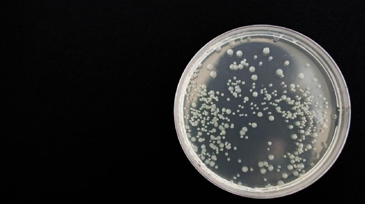 Vetan a empresa por brotes de bacterias