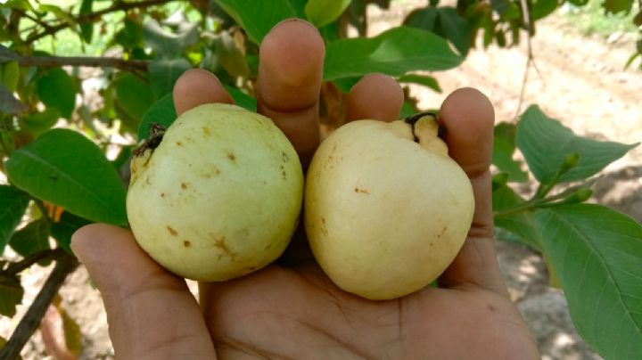 Este municipio de Guanajuato tiene las guayabas más dulces