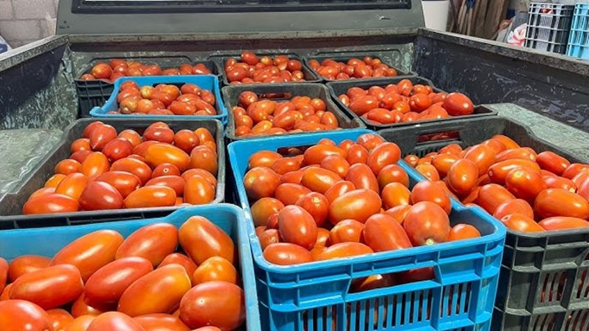 Trump da marcha atrás: elimina aranceles a los tomates