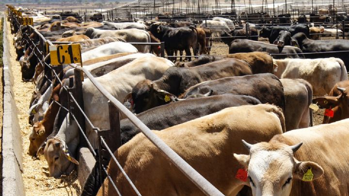 Sheinbaum busca acelerar reapertura a exportación de ganado a EU