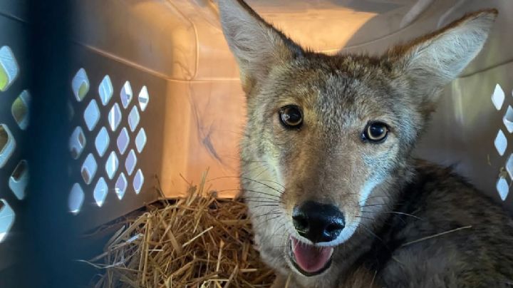 Coyotes fueron rescatados desde que eran crías: fueron liberados en Sierra de Lobos