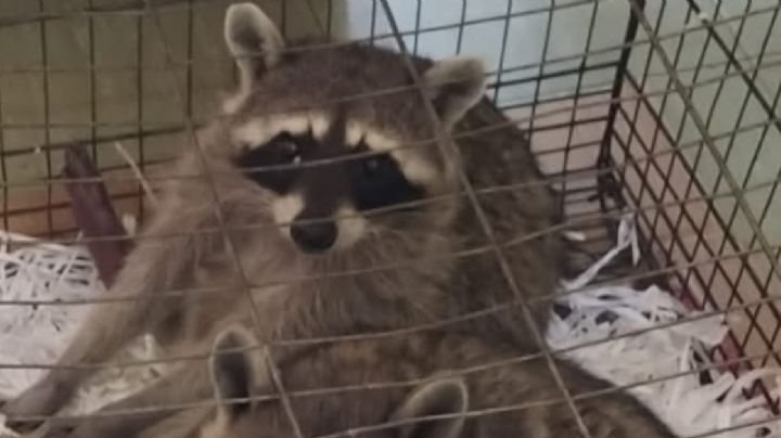 Descubren venta ilegal de animales exóticos en una forrajera de Romita