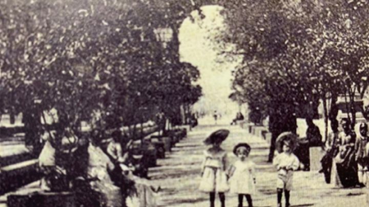 Así de bonita ha sido siempre la calzada: repleta de árboles