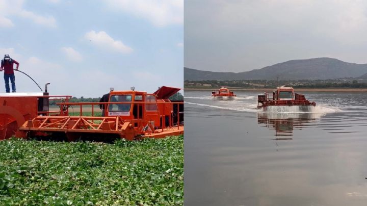¿Qué daño causa el lirio acuático? Retiran 670 hectáreas de la presa Endhó