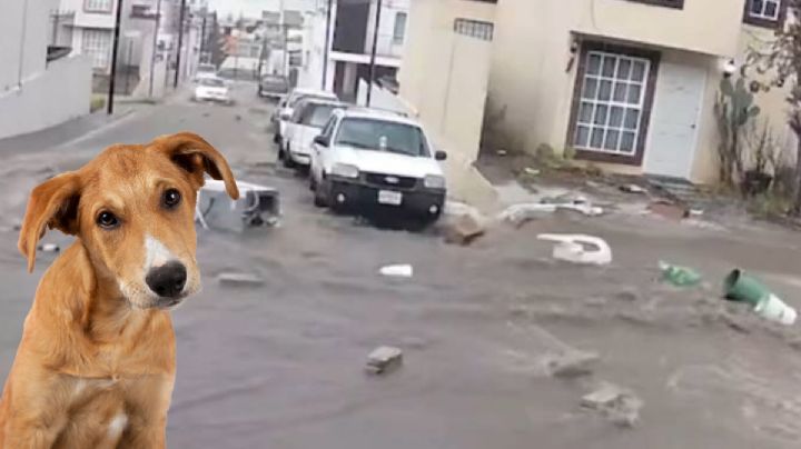 Mueren perritos tras caer barda por fuerte LLUVIA en Colinas de Plata | VIDEO