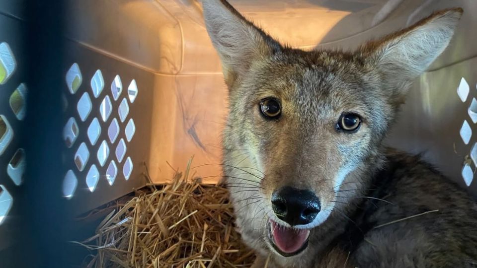 Los coyotes fueron rescatados desde pequeños y por fin fueron liberados en los bosques de León