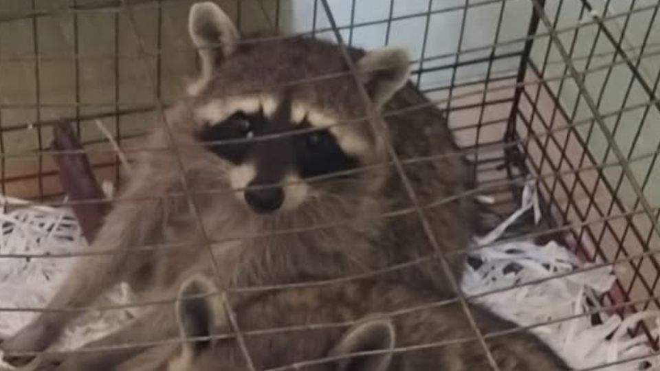 La Profepa informó que uno de los mapaches estaba lastimado