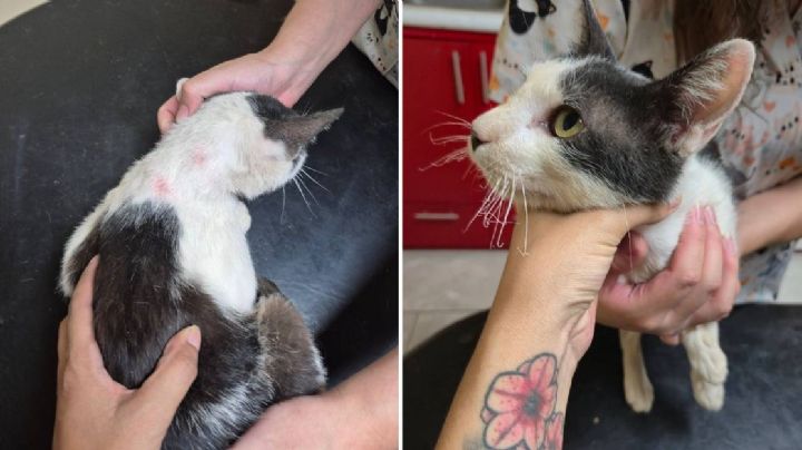 Rescatan a gatitos maltratados en Xichú, Guanajuato