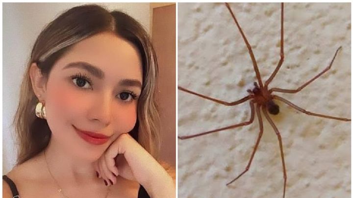 Joven muere en Sonora tras mordedura de araña violinista