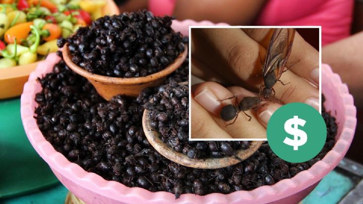 Chicatanas, las hormigas gigantes y voladoras que se comen en Veracruz, ¿cuánto cuestan?