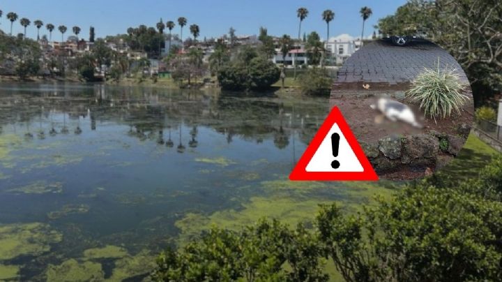 Muere pato en Lago de las Ánimas; vecinos piden limpieza del agua