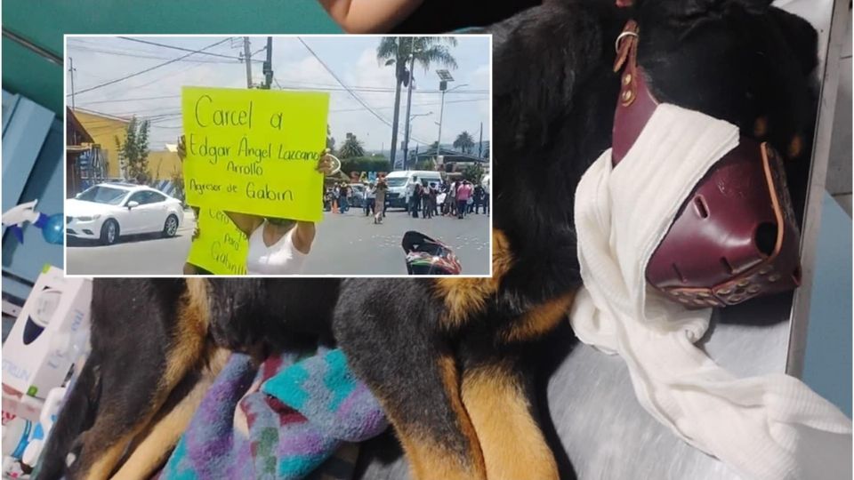 Gabin, como se llamó al perro víctima de maltrato, sufrió graves heridas