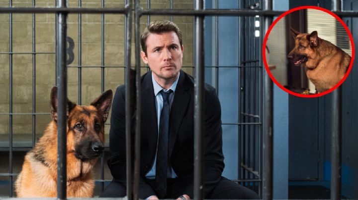 Anuncian fecha de estreno de la segunda temporada de "Hudson & Rex" en México