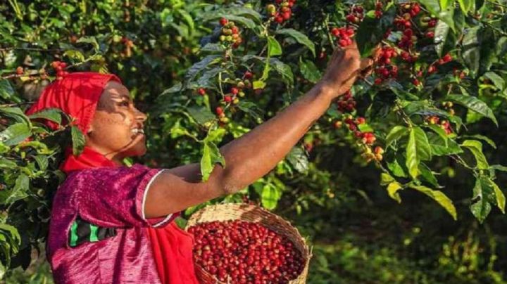 Estos son los únicos municipios de Guanajuato donde se produce café