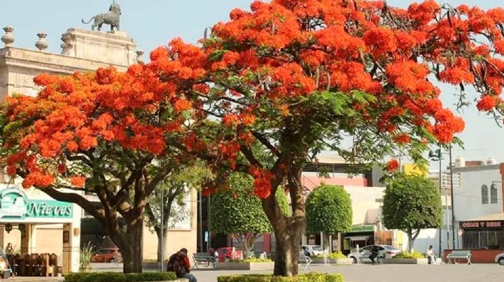 La jacarandas vuelven a ser verdes, pero León se pinta de rojo con la temporada de tabachines