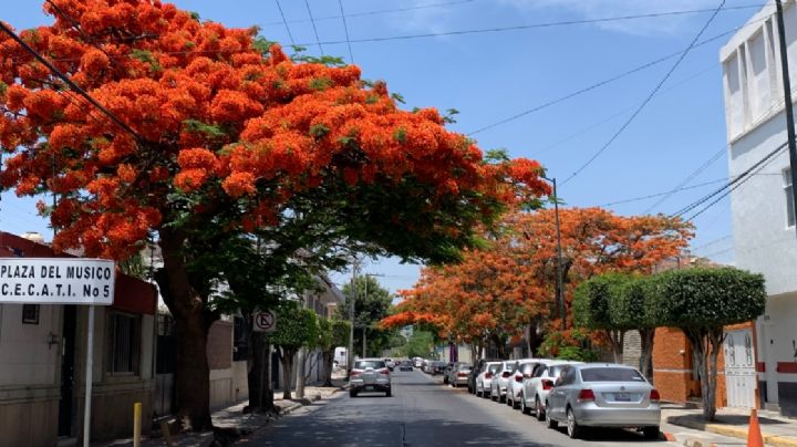 Esta es la calle de los árboles de fuego en León