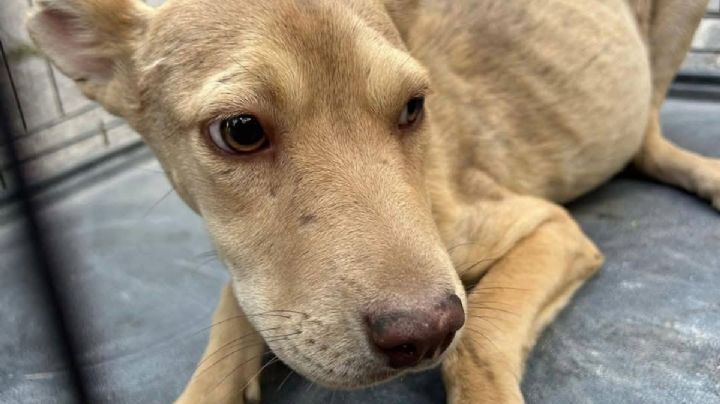 ¿Qué ocurre en Hidalgo? aumentan casos de maltrato animal, matan a perrita de un balazo