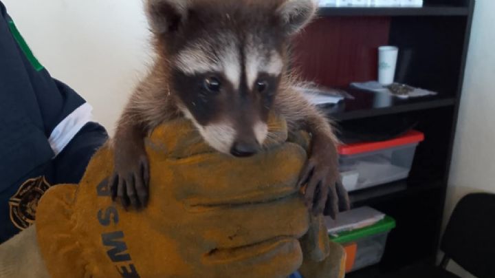 Rescatan a mapachita bebé en Puerto Interior