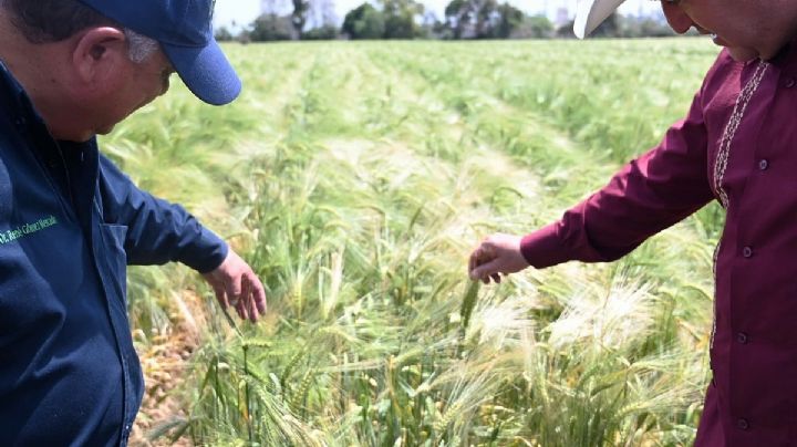 Cerveceras aumentarán compras a cebaderos del altiplano