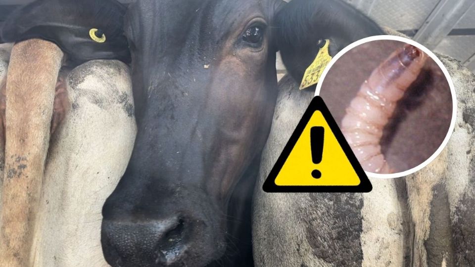 En Las Choapas, primer caso de gusano barrenador, confirma alcaldesa