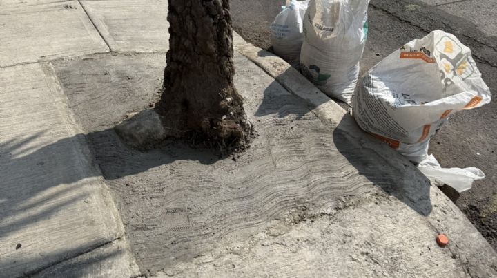 Vecinos denuncian "ahogamiento" de árboles con cemento en CDMX