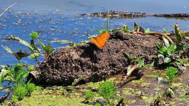 En este lugar de Guanajuato hay un parque con manantiales naturales que parece un paraíso