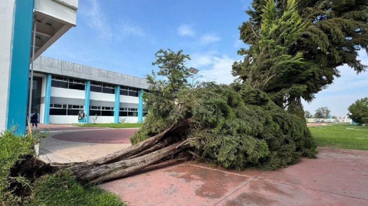 León se queda sin 167 árboles ¿Por qué se caen en temporada de lluvias?