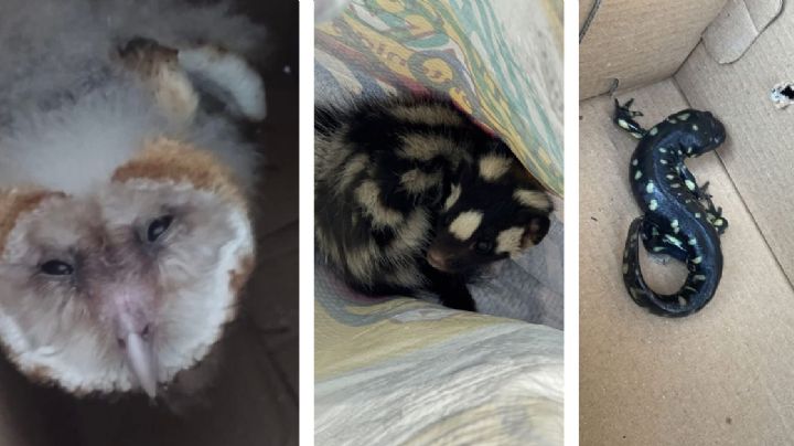 Animales silvestres sobreviven en la ciudad: han perdido su hábitat y andan en el concreto